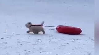 "A three-jin puppy, ten jin of cuteness!!"