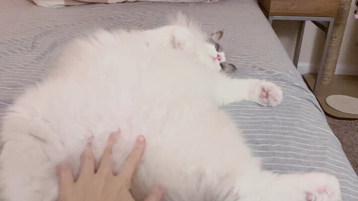 [Ragdoll Cat] I just love how you try to wriggle free but can’t escape!