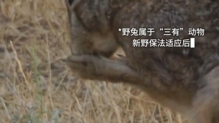 أصبحت "التراث الثقافي غير المادي" درعًا واقِيًا لـ"غير القانوني".