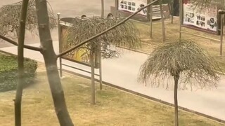 الأخت الصغيرة تزور أخاها الرجّال في فرقة الإطفاء، وفجأةً يقرران القفز معًا على نحو مفاجئ، وفي اللحظة