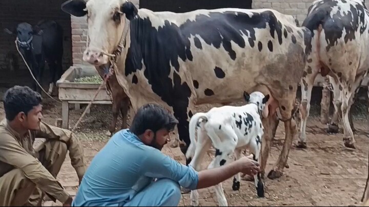 Cow Baby Feeding Time 😍