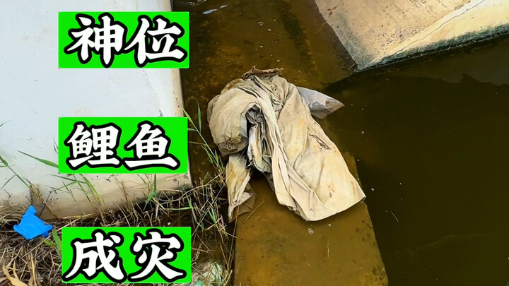 ไม่น่าเลย ใต้ซุ้มสะพานนี้กลับมีปลาซ่อนอยู่เยอะขนาดนี้