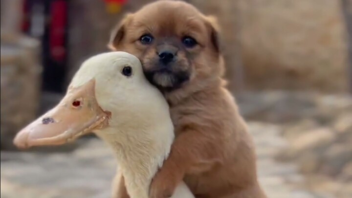Khi bạn không thể chịu đựng được nữa, bạn có thể xem cái này~