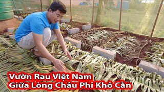 Lần Đầu Tiên Trồng Dưa Lê Trên mảnh Đất Châu Phi||2Q Vlogs Cuộc Sống Châu Phi