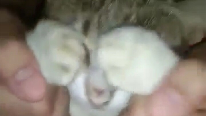 uwu cat😆