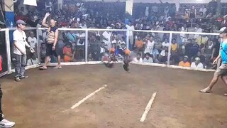 2nd Fight (Champion) 2 hits Super Ulutan Tibay sa Gapangan #Bicolano Breeder