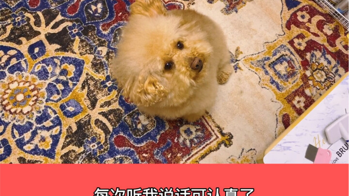 A dog with a huge idol complex has…