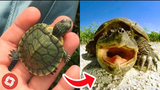 Funny Turtles And Turtles Attack