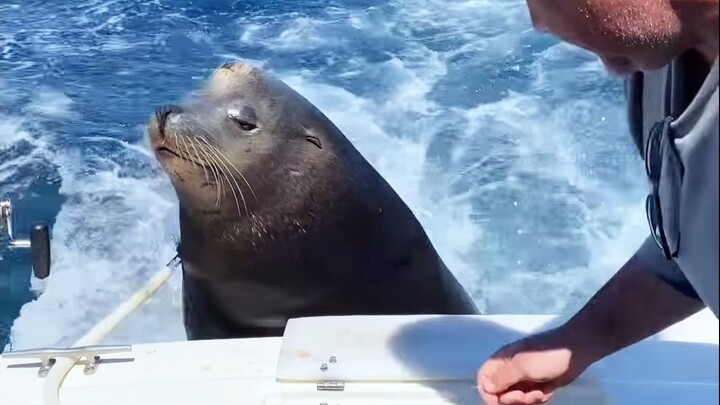 Bất ngờ gặp hải cẩu, tim như tan chảy vì độ dễ thương!