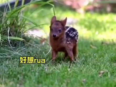 ไม่สำคัญว่าคุณเป็นสัตว์ชนิดไหน ขอแค่ตัวเล็กพอ ก็จะน่ารักมาก