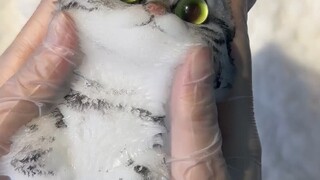 I could have fun with this kind of work all day! 🐱