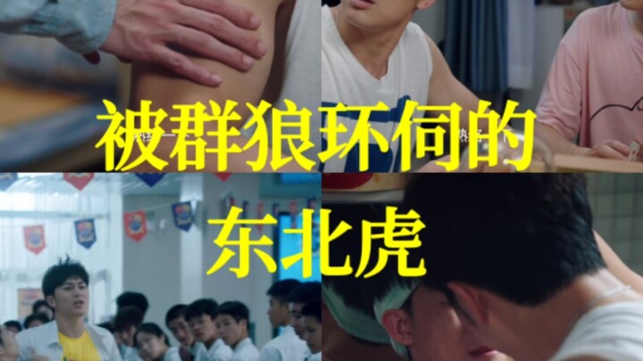 被群狼环伺的东北虎
