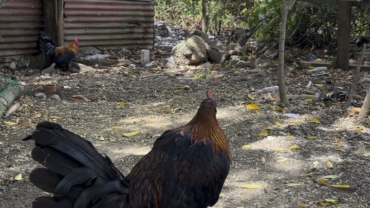 Melsims Black