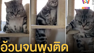อ้วนจนพุงติดคอนโดแมว ทำหน้าโมโหเพราะทาสไม่ช่วย