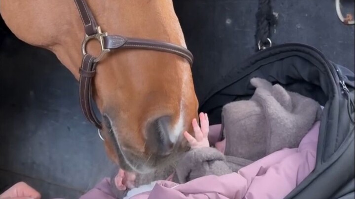 Kuda poni kecil pertama kali bertemu bayi manusia, dengan lembut membiarkan disentuh