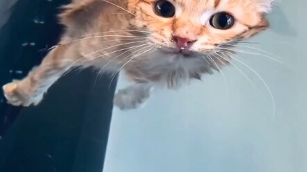 Kitten: My whole life has been walking on thin ice.