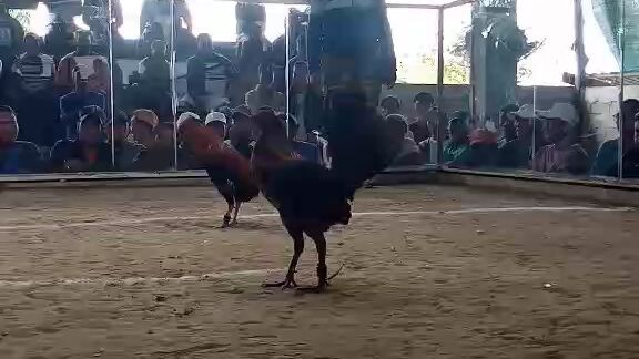 gilmore henny strike again💪 #fastest kill#2 hits champ