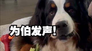 When a Bernese Mountain Dog learns the pet sound button be like: