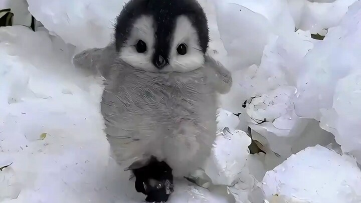 นี่คือเหตุผลว่าทำไมแม้แต่เพนกวินที่น่ารักที่สุด ก็ยังไม่ควรเอื้อมมือไปสัมผัส!