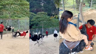 ostrich ride sakit tiyan ko sa kakatawa hahaha