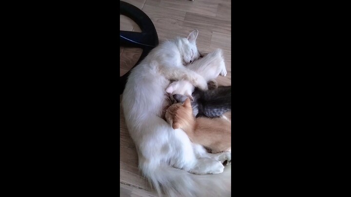 Bunda moca susuin 3M(Moza H,Mojie P,Mojee K)