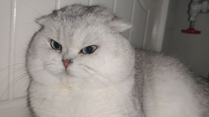 Đánh mày thì đánh mày, chưa quen à?