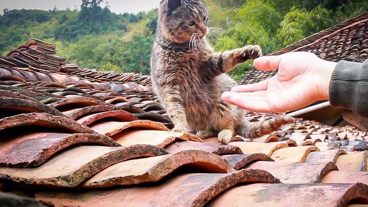 Kucing li hua yang telah dipelihara di desa selama 8 tahun, apa yang terjadi jika pemiliknya menggod