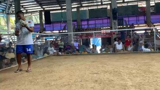 My Bullstag "SINIBALANG" (1/4 White Kelso "Biboy")      1 Hit Ulutan Fastest Kill 15 Seconds 💪🐓💯