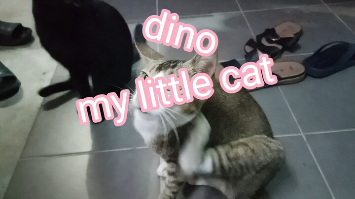 my cattt uwu