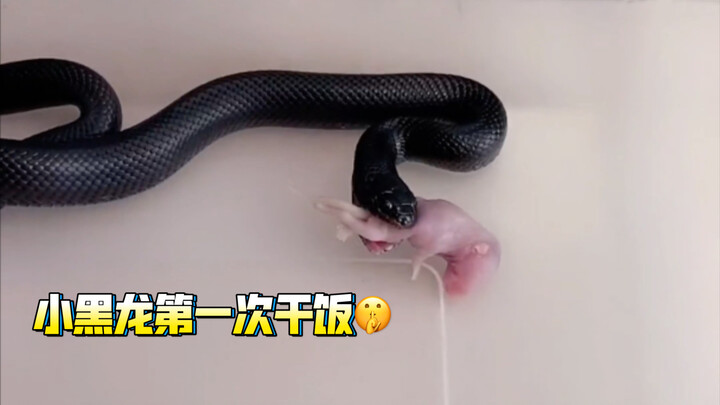 Sang Raja Hitam baru pertama kali diberi makan tikus susu... Ayo rekam! Yang penakut, jangan masuk!