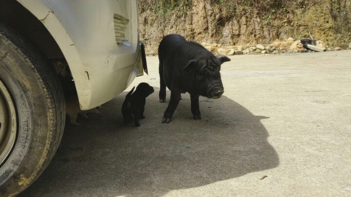 ลูกสุนัขกับหมูเป็นมิตรกันมาก