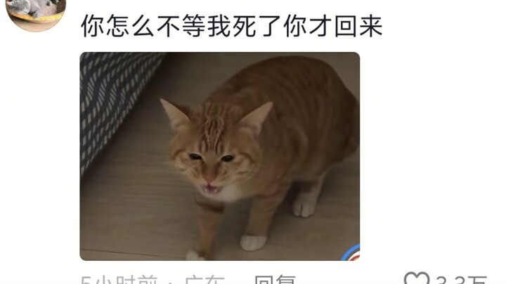 Mi searched the whole house but still couldn’t find anyone 😿