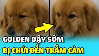 💥Chú Golden bị CHỬI ĐẾN TRẦM CẢM vì mỗi ngày DẬY SỚM đúng 5h | TIN GIẢI TRÍ