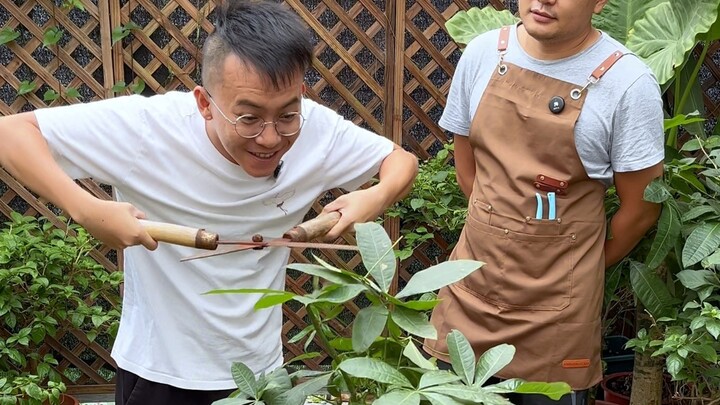 发财树正确的修剪方法