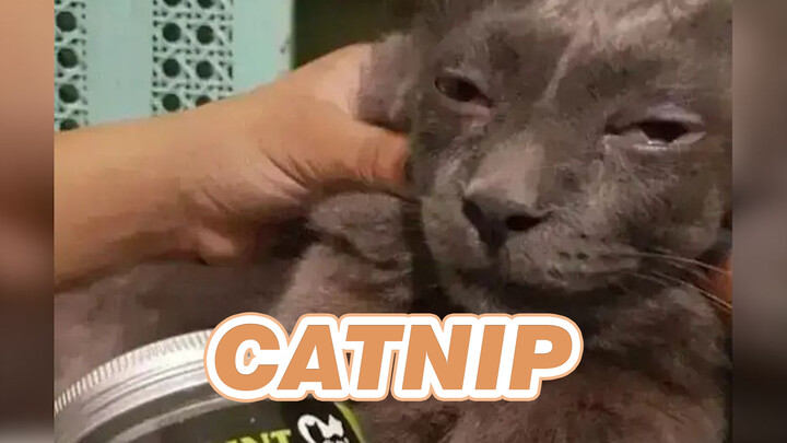 Catnip turns cats crazy