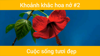 Hoa nở cực đẹp