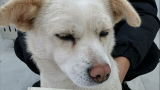 This little white dog brought 11 stray dogs again and snuck in to eat my spicy hot pot with me.