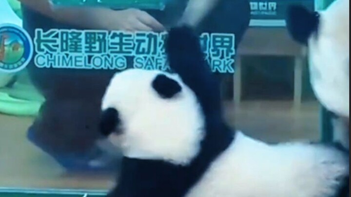 【Lồng tiếng động vật】Tôi đâu phải đang vẫy tay tạm biệt, tôi đang cầu cứu đó!!