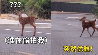 小鹿发现自己被偷拍后秒切换步态：第一次出镜，我要注意形象管理