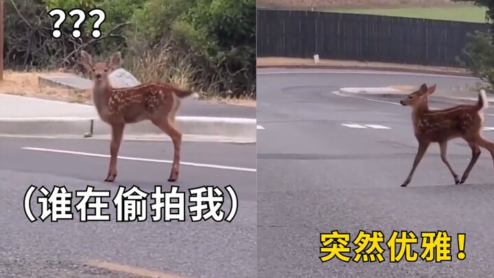 小鹿发现自己被偷拍后秒切换步态：第一次出镜，我要注意形象管理