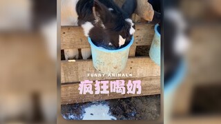 疯狂喝奶，忘记呼吸‼️