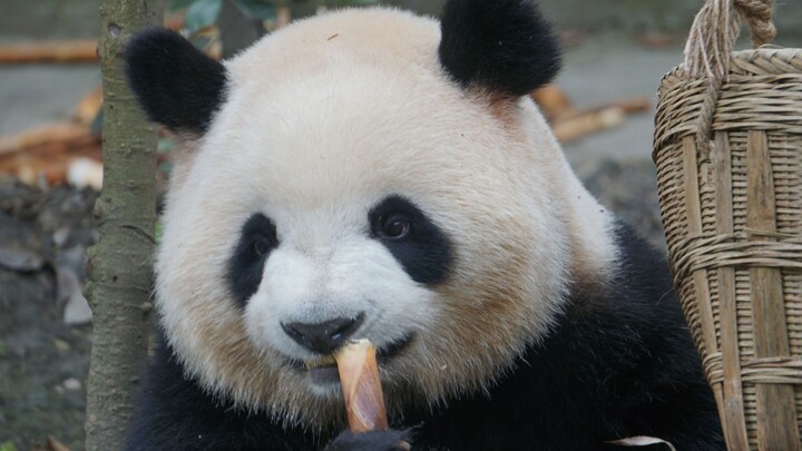 Panda eats bamboo shoots