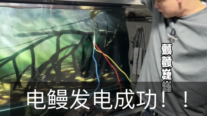 Power outage at home? Successfully generated electricity with an electric eel!