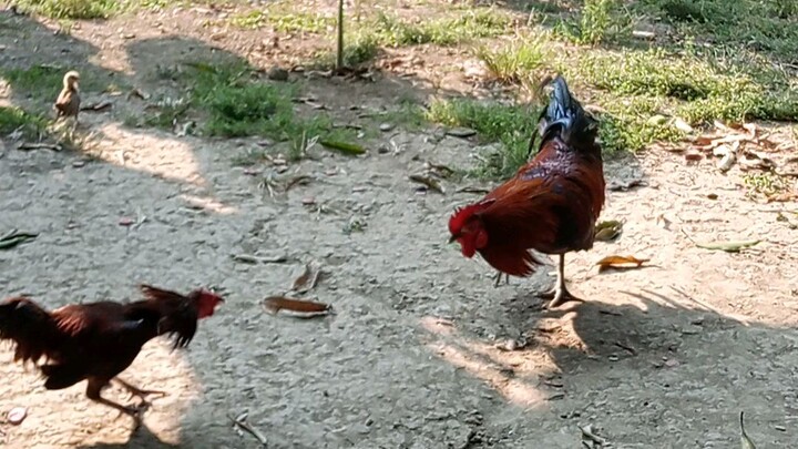 Darag native vs little kaber