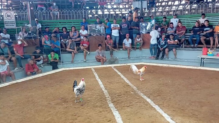 kanawayon hatch dark side 11 months 1x winner calamba cockpit 02/15/25🏆