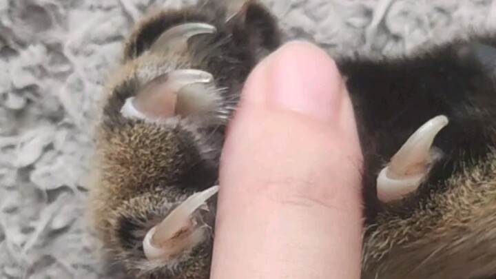 Never pinch your cat’s paw pads