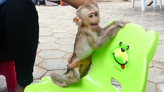 Baby Monkey Maku Extremely Cry don't want to take a bath when weather get very cold