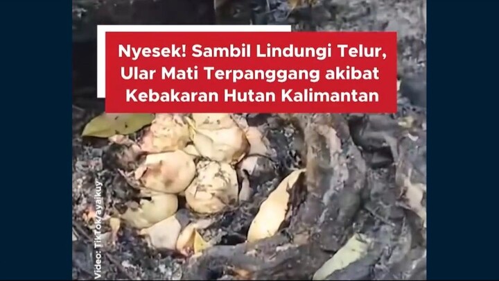 #news #beritaindo #peringatandarurat