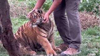 【Big Cat】You're hurting me! I'm going to bite you!
