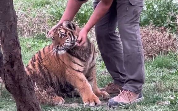 【大猫】你弄疼我了！我要咬你！